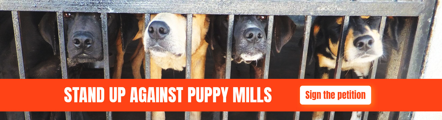 Puppy Mills1540x420 (1) (1).jpg
